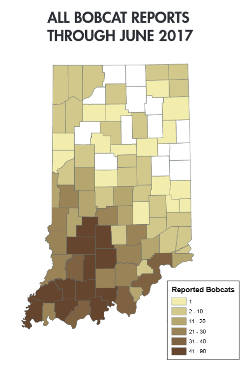 Bobcats in Indiana